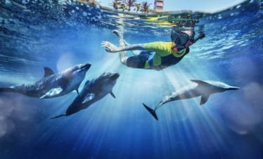 Dolphin Bay Atlantis