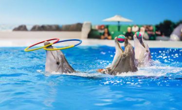 Dubai Dolphinarium From Abu Dhabi