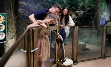 Dubai Aquarium and Penguin Encounter