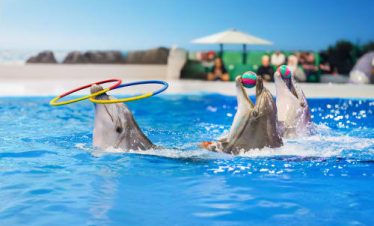 Dubai Dolphinarium